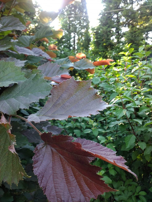 IMG_20220708_172738.jpg