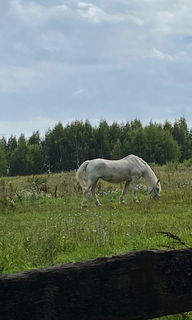 8AC467FB-15D8-4D33-A6BA-B0FF4D682BCE.jpeg