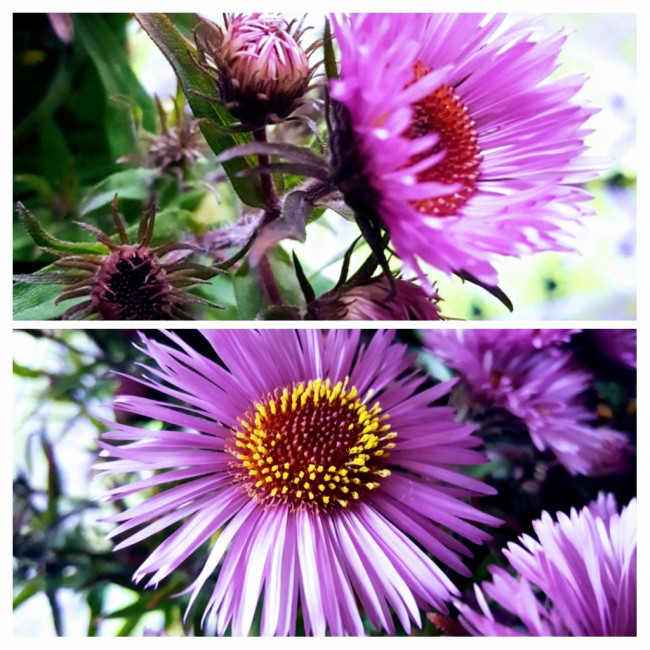 20211031_114016-COLLAGE.jpg