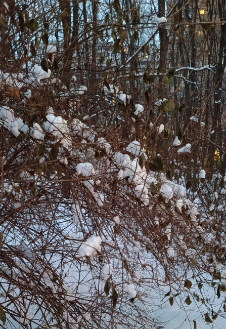 Будто коробочки хлопка