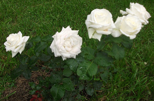 DSCF4163.JPG