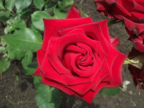 DSCF4258.JPG