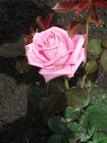 DSCF4274.JPG