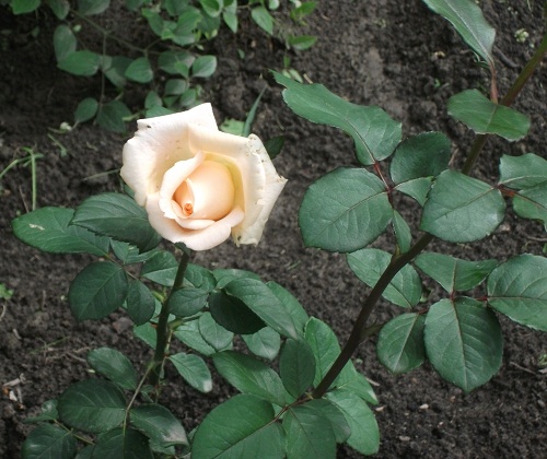 DSCF4229.JPG
