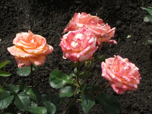 DSCF4264.JPG