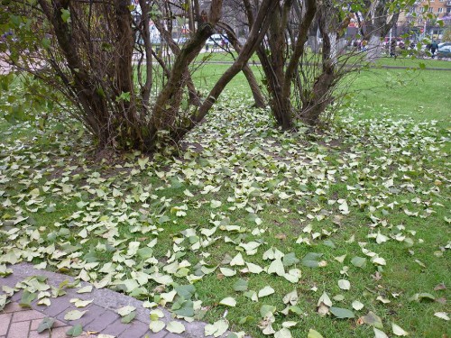 P1060197(1).JPG