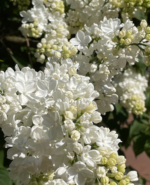 IMG_0708.jpeg