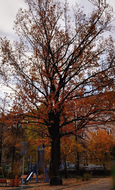 IMG_20231104_192849.jpg