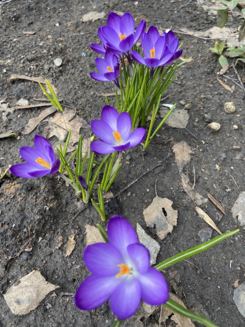 IMG_0684.jpeg