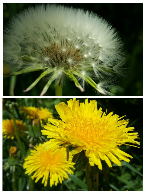 20240521_124011-COLLAGE.jpg