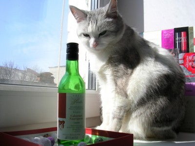 Кошка Синди.JPG