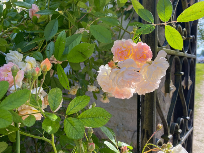 IMG_3973.JPG