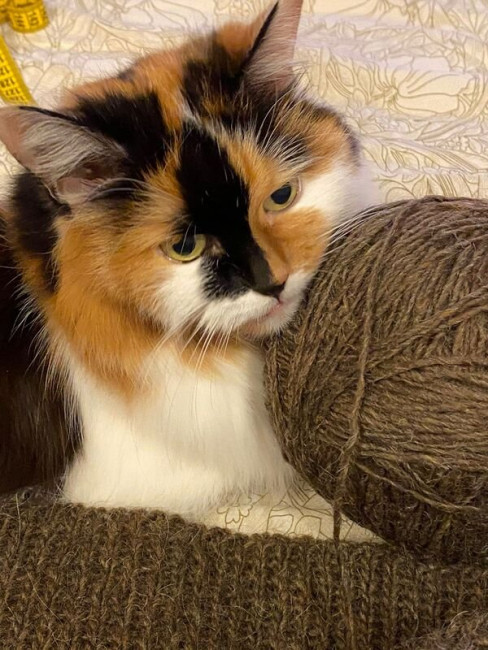 resize-image-online.com_1727353171_7ab77453-ad9c-485e-a_1xuiaSO4.jpg
