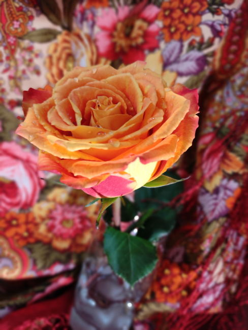 IMG_20250109_115235.png