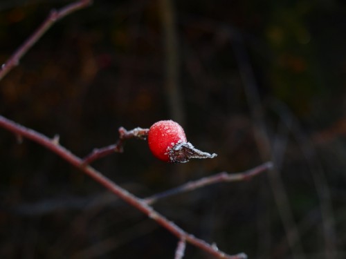 Jul 2011 034-1.JPG