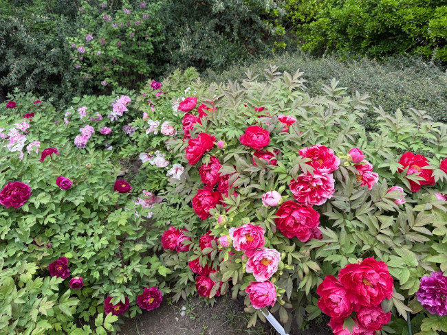 IMG_1584.jpeg