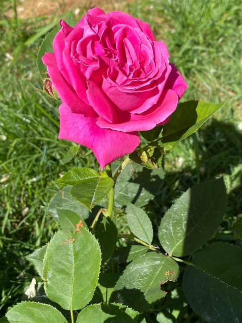 IMG_2967.JPG