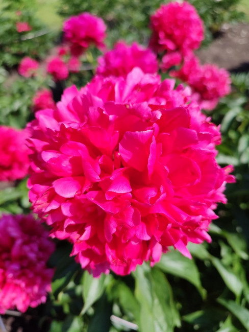 IMG_20250615_153658.jpg