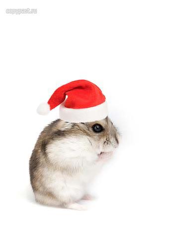 christmm-хомяк.jpg