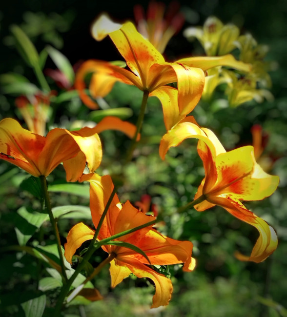 IMG_20250727_111532~3.jpg