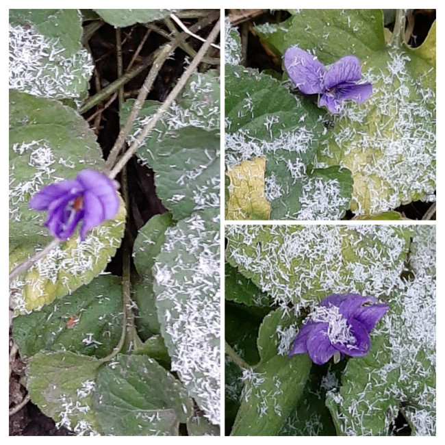 20251221_231738-COLLAGE.jpg