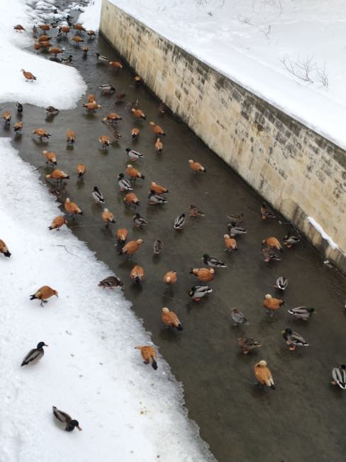 IMG20260106150500_081949 (1).jpg