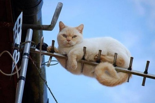 -на аненне.jpg