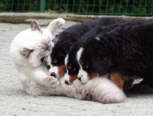 кошка и три берна.jpg