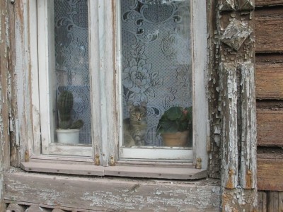 Котик в Костроме.jpg
