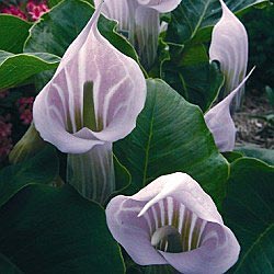 Cobra Lily