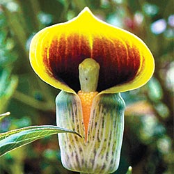 64892_250.jpg