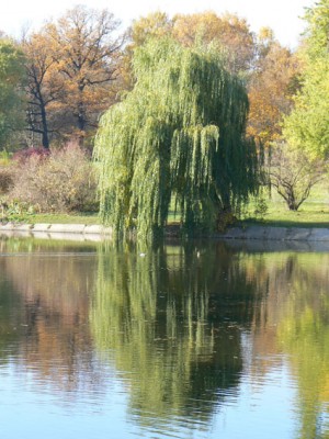 краски осени-4.JPG