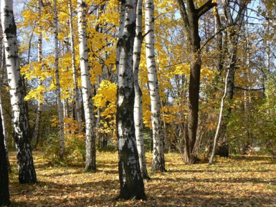 краски осени-3.JPG
