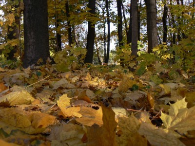 краски осени-2.JPG