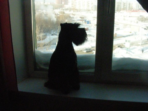 Фогги1.jpg