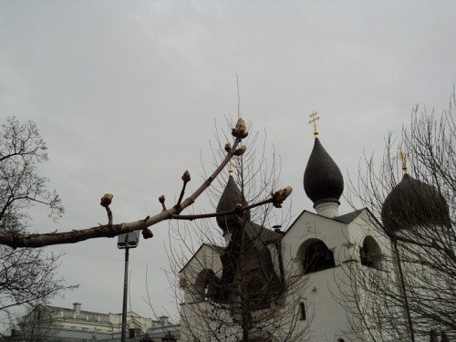 Привет Киеву от московских каштанов.