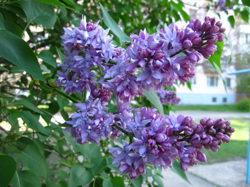 IMG_3239.JPG