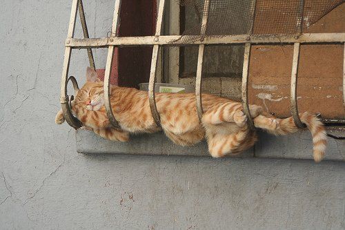 cats_37.jpg