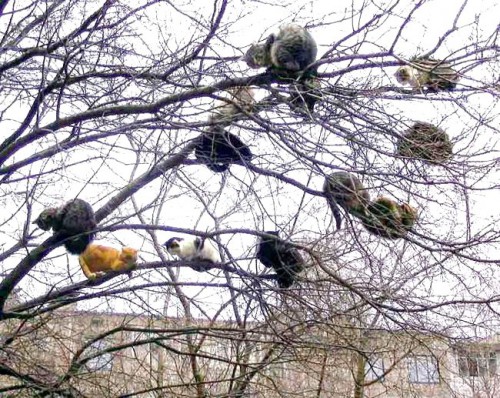 коты_прилетели.jpg