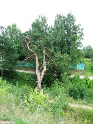 Городецкая сосна.jpg