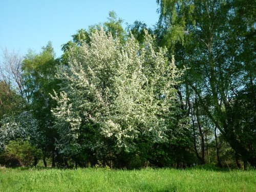 P1100125(2).JPG