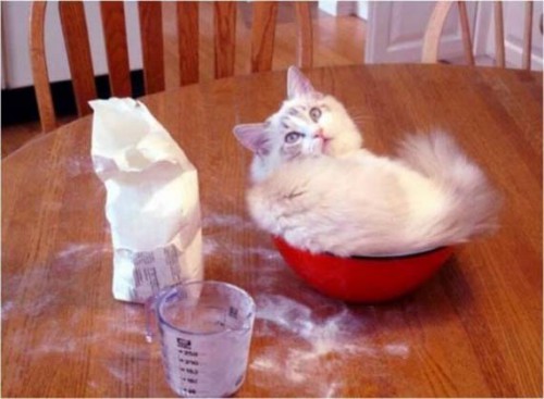 cats_04.jpg