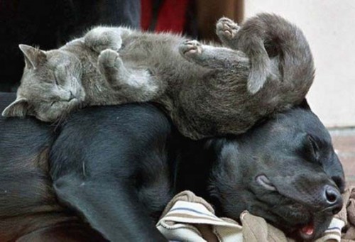 cats_05.jpg