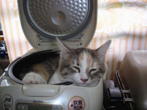cats_09.jpg