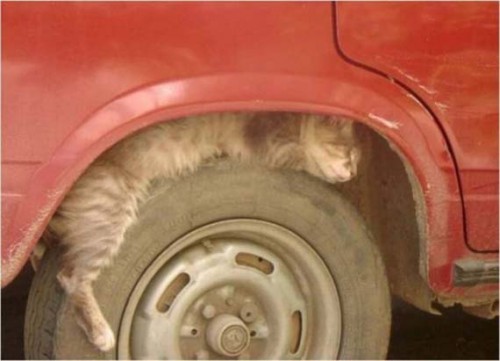 cats_14.jpg