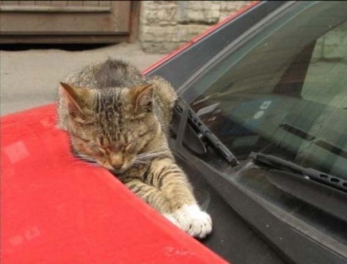 cats_13.jpg