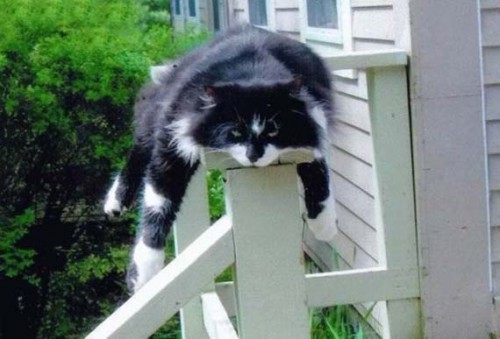 cats_16.jpg