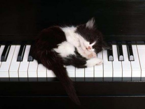 cats_01.jpg
