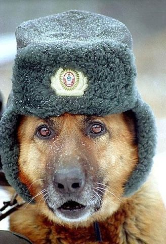 пес.jpeg