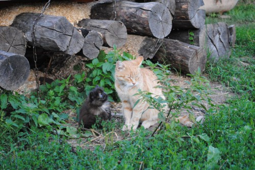 DSC_0312.jpg